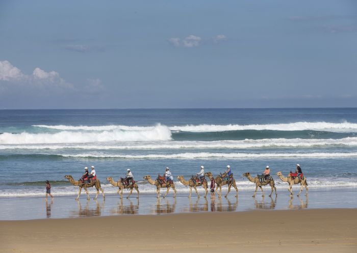 Conference delegates enjoying a camel ride at Anna Bay with Oakfield Ranch Camel Rides in Port Stephens, North Coast 
