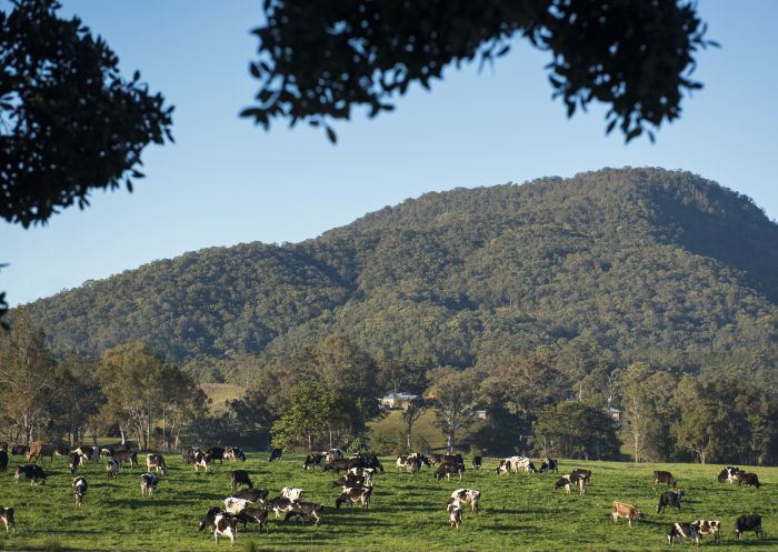 Cattle grazing in the Tweed Valley, North Coast