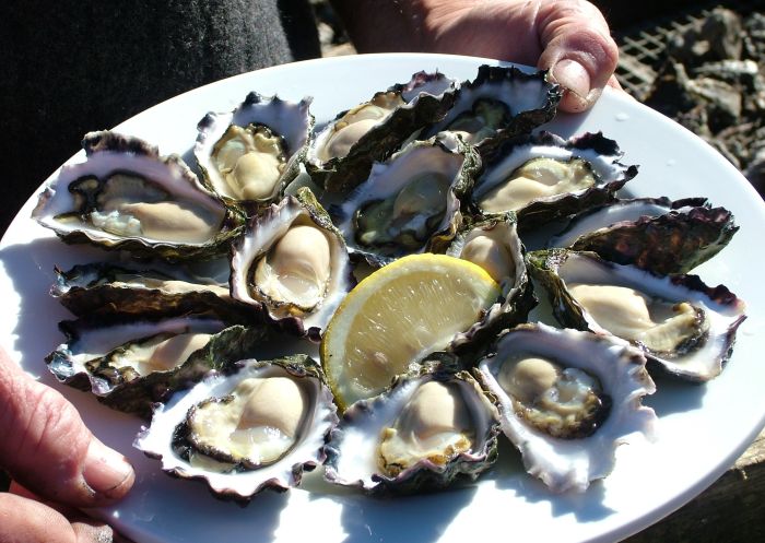 Succulent Oysters on the plate at Narooma Oyster Festival Narooma, Batemans Bay & Eurobodalla