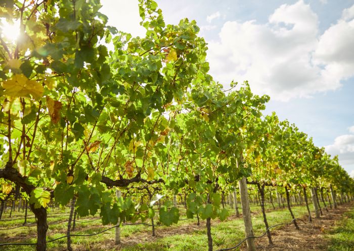 The vineyards at the family-owned estate Swinging Bridge Wines in Orange