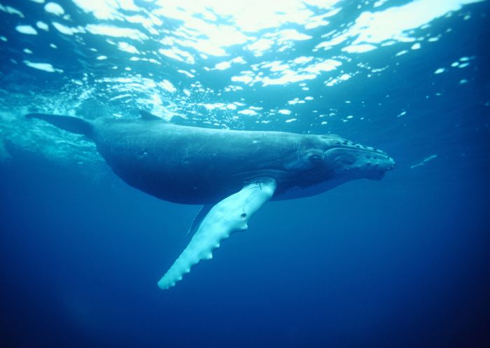 Buckelwal, Coffs Harbour 