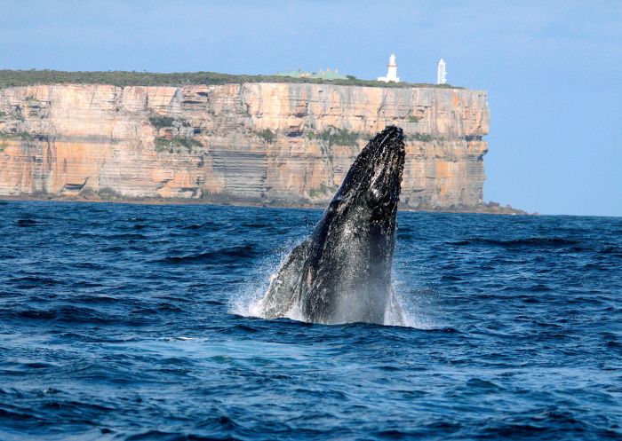 Whale breaching at Point Perpendicular, Jervis Bay
