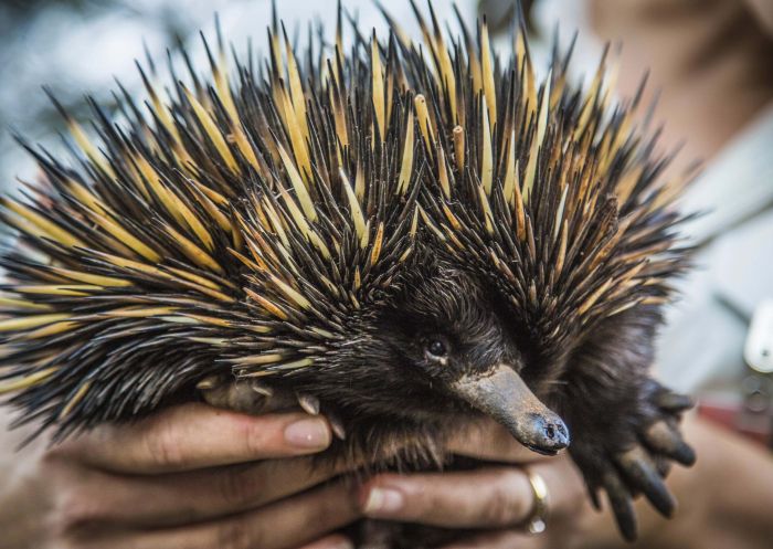 ニューサウスウェールズ州でオーストラリアのかわいい動物に ニューサウスウェールズ州でオーストラリアのかわいい動物に