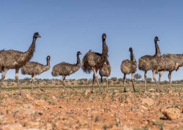 Emus at Sturt National Park - Tibooburra
