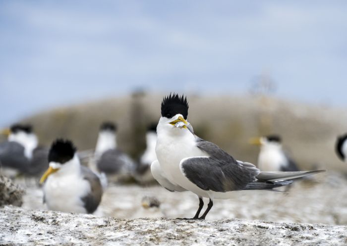 A crested tern with its catch on Montague Island in Narooma, Batemans Bay Area, South Coast