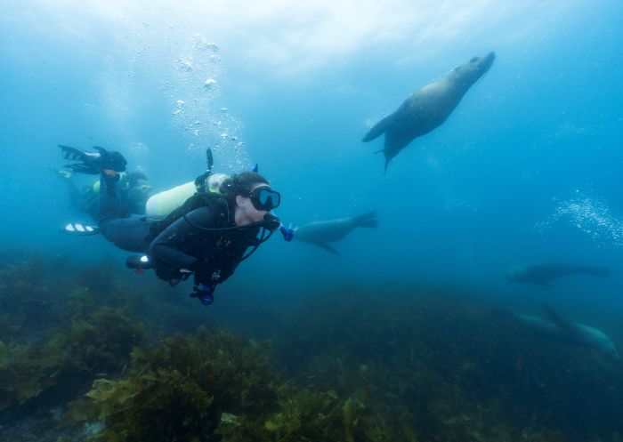 Woman scuba diving with a seal at Montague Island, Narooma, Batemans Bay