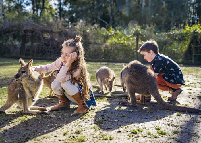 Children hand feeding wallabies at Billabong Zoo in Port Macquarie, North Coast