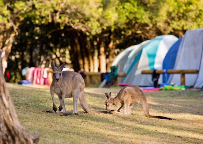 Cave Beach campground, Booderee National Park - Credit: Jon Harris | Parks Australia