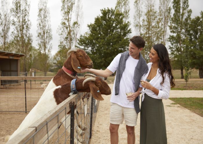 Couple meeting the resident farm animals at Heifer Station, Orange