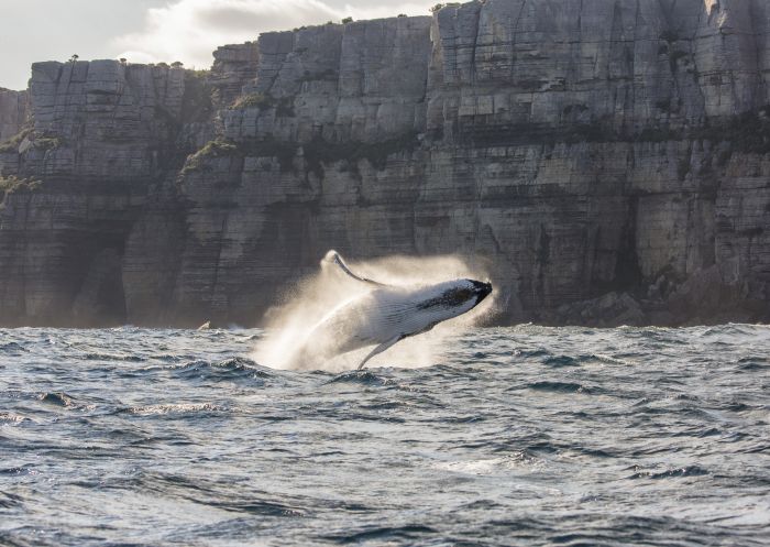 Humpback whale breaching off Jervis Bay on the south coast of NSW