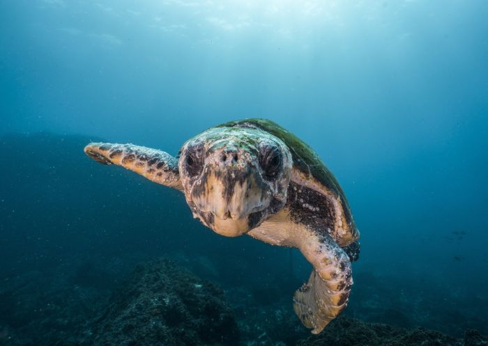 A turtle swimming through Julian Rocks in Byron Bay, North Coast