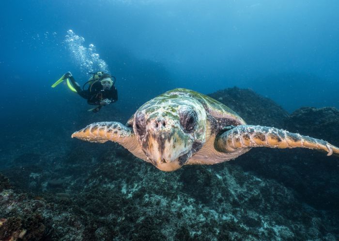 Scuba diver watching a turtle on a scuba dive at Julian Rocks in Byron Bay, North Coast