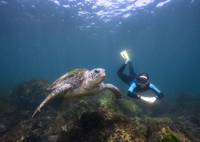 Woman freediving with a local sea turtle in waters off Cook Island, Fingal Head