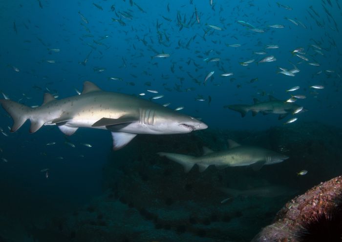 Seal Rocks grey nurse sharks, Forster and Taree Area