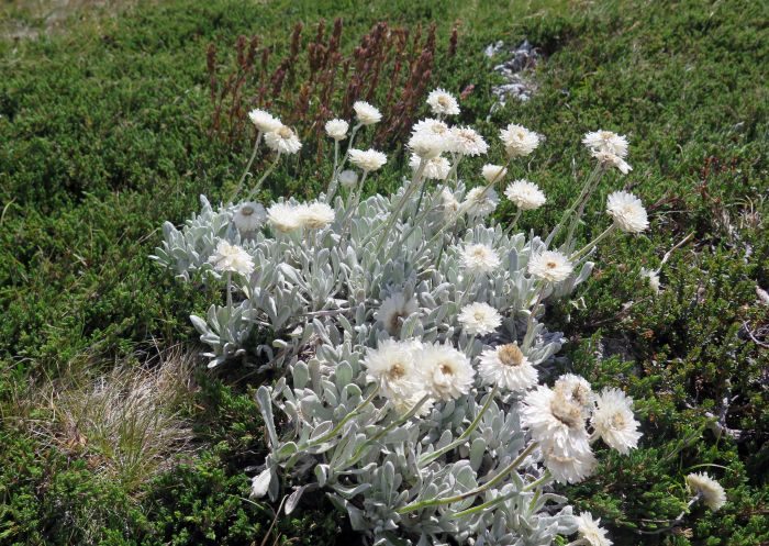 Alpine sunray, perennial paper daisies die down after flowering, Snowy Mountains