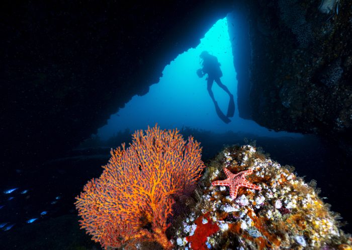 Scuba diver exploring a dive site in Jervis Bay