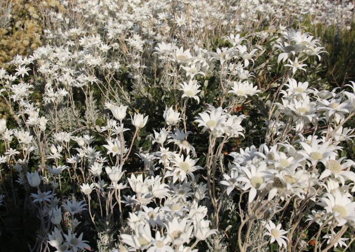 Flannel Flowers at Central Coast