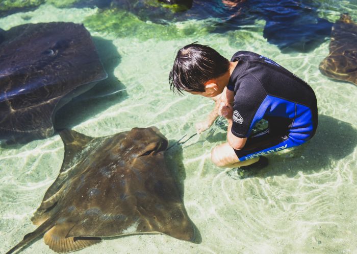 Young boy enjoying an animal feeding experience at Irukandji Shark and Ray Encounters, Anna Bay