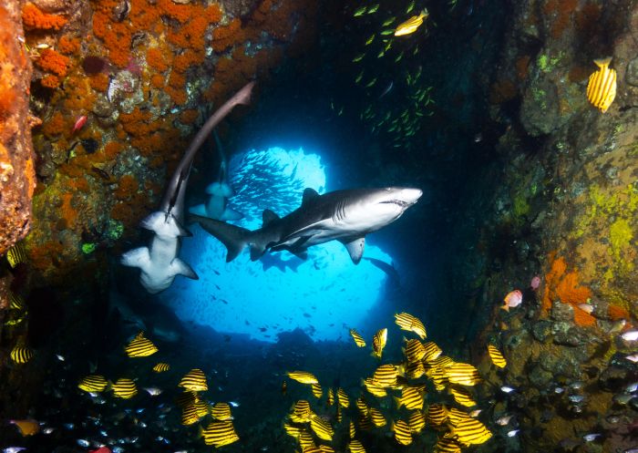Eingang Fish Rock, Graue Ammenhaie, South West Rocks