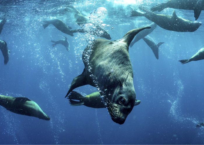 Dive Jervis Bay - diving with seals - South Coast - Credit Jordan Robins