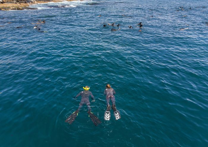 Couple enjoying a snorkelling experience with fur seals around Montague Island in Narooma, Batemans Bay Area, South Coast
