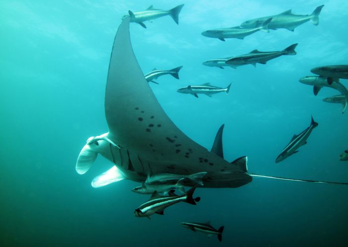 Nordwestlicher Solitär-Inselmanta in der Nähe von Coffs Harbour