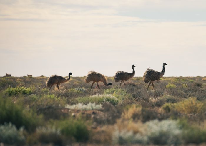Eine Herde Emus im Outback NSW in der Nähe von Broken Hill