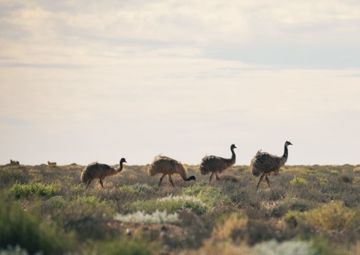 A mob of emus in Outback NSW near Broken Hill