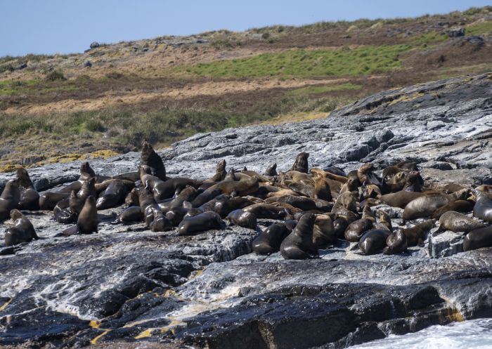 Seals basking in the sun on Montague Island in Narooma, Batemans Bay & Eurobodalla