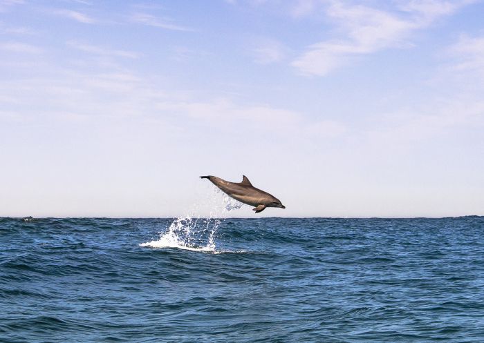 Dolphin leaping into the air near Avalon on Sydney's Northern Beaches