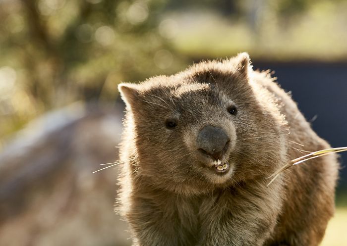Resident wombat enjoying his afternoon snack at Symbio Wildlife Park, Helensburgh