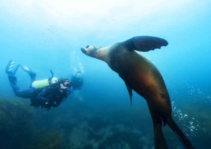 Woman scuba diving with a seal at Montague Island, Narooma