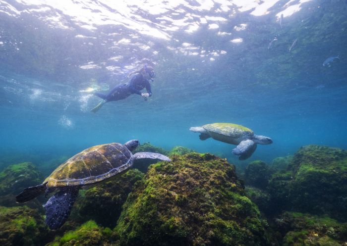 Local sea turtles around Cook Island - Fingal Head - North Coast