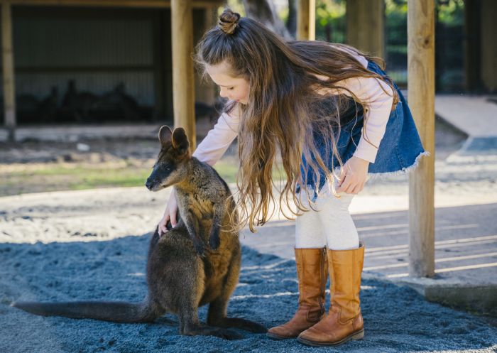 Young girl meeting a wallaby at Billabong Zoo in Port Macquarie 