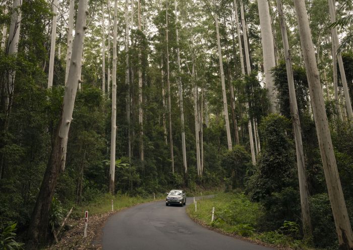 Scenic drive through Boomi Creek between Toonumbar National Park and Yabbra National Park