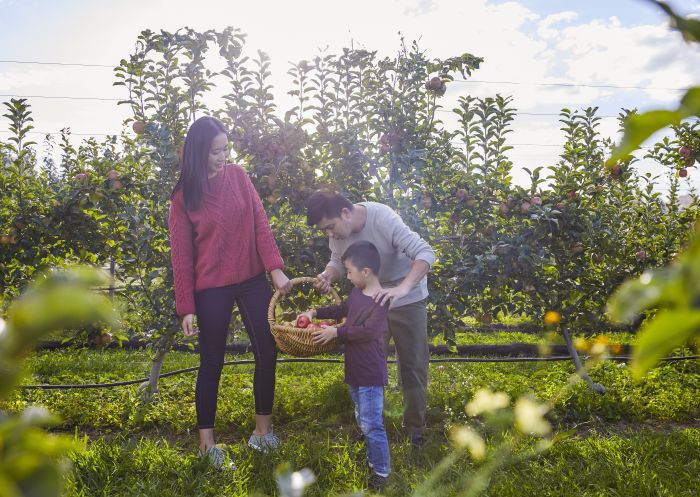 Family enjoying a day of apple picking at Shields Orchard in Bilpin, Sydney