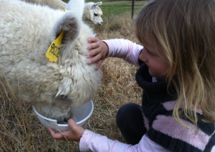 Starline Alpaca Farm Stay in Broke, Hunter Valley