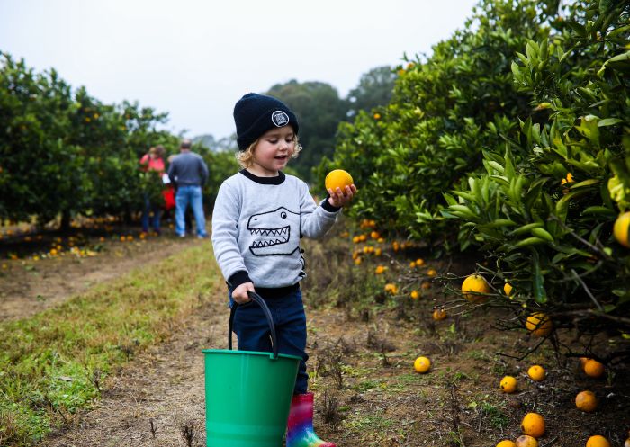 Young boy enjoying a day of orange picking during the 2017 Harvest Festival on the Central Coast