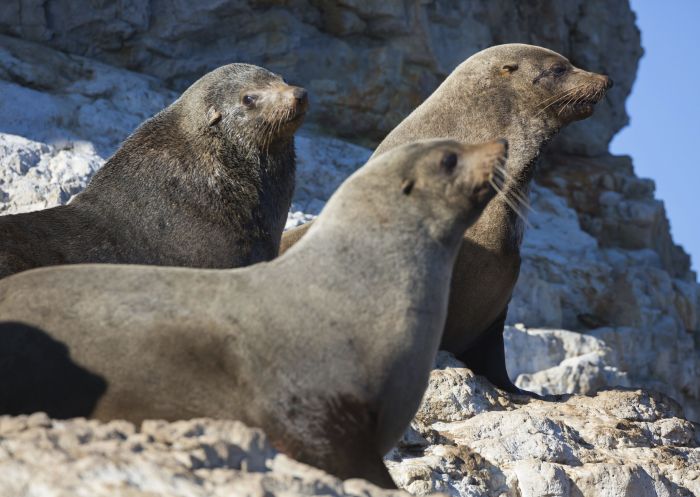 Seal pups in Jervis Bay - Credit: Jordan Robins