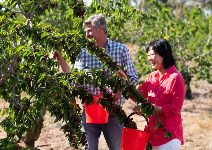 National Cherry Festival in Young, Country NSW
