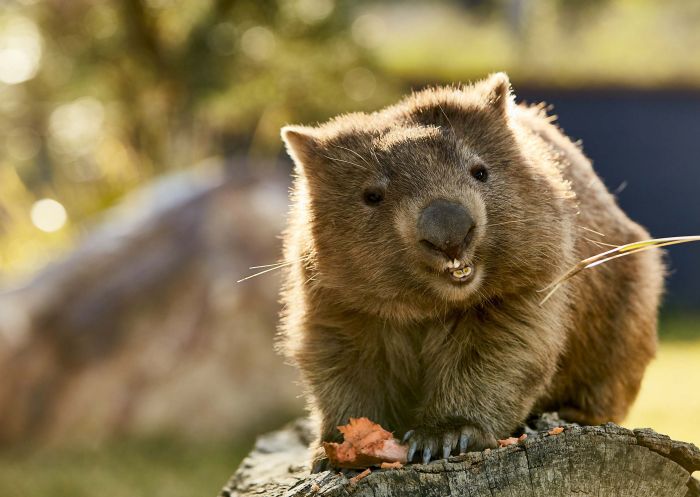 Resident wombat enjoying his afternoon snack at Symbio Wildlife Park, Helensburgh