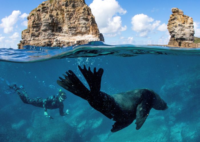 Man swimming with a seal during a snorkelling tour with Dive Jervis Bay - Jervis Bay & Shoalhaven - South Coast