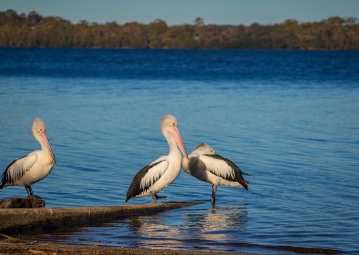 Pelicans, St Georges Basin