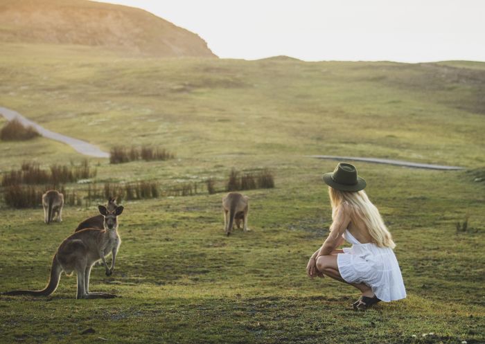 Woman watching kangaroos grazing near Look At Me Headland, Emerald Beach on the Coffs Coast
