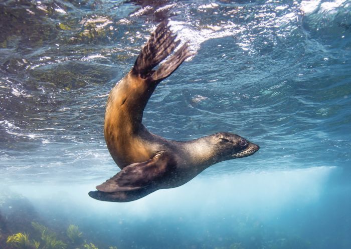Robben Schwimmen im Meer vor Montague Island, in der Nähe von Narooma
