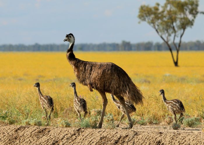 Emu and chicks walking among billy buttons at Toorale National Park in Bourke area, Outback NSW
