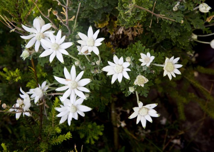 Flannel Flowers at Bouddi National Park in Gosford, Central Coast