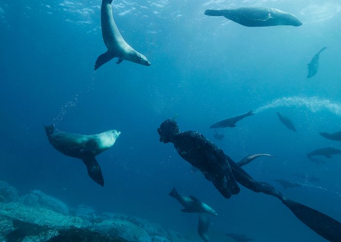 Snorkel with the seals, Montague Island Discovery Tours