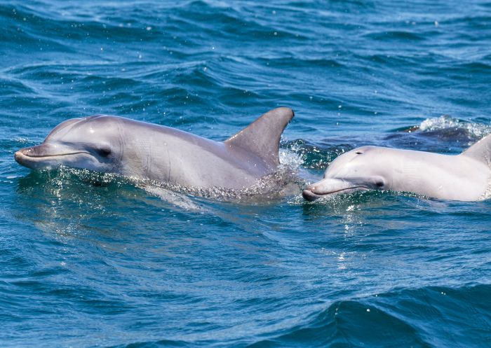 Dolphin watching cruise with Jervis Bay Wild