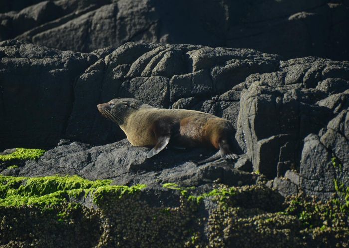 シェルシェル・ハーバーワイルドでオットセイを発見
